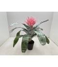 Aechmea primera pot de 15