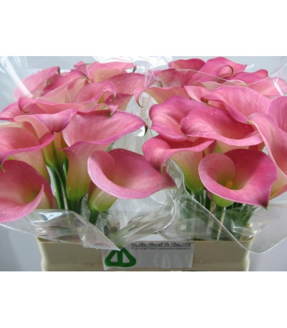 Calla Candy dream 60 cm