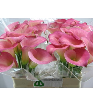 Calla Candy dream 60 cm