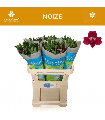 Alstromeria Noize