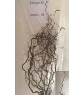 Noisetier Tortueux 80 cm