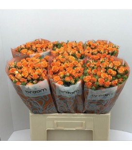 Rose Branchue Smashing 60 cm