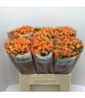 Rose Branchue Smashing 60 cm
