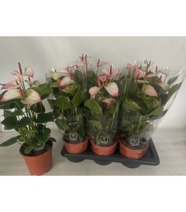 Anthurium Elegance pot de 17 