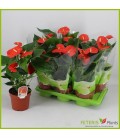 Anthurium Delicia Ø17