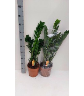 Zamioculcas Pot de 21 h105