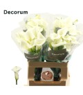 Calla Crystal Clear 65 cm