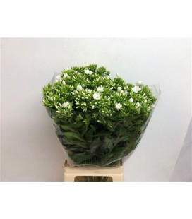 Phlox White 70 cm