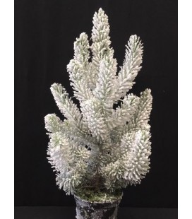 Sapin Neige pot de 15 