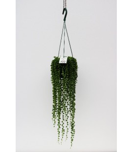 Senecio suspen pot de 14 L 50/70 cm