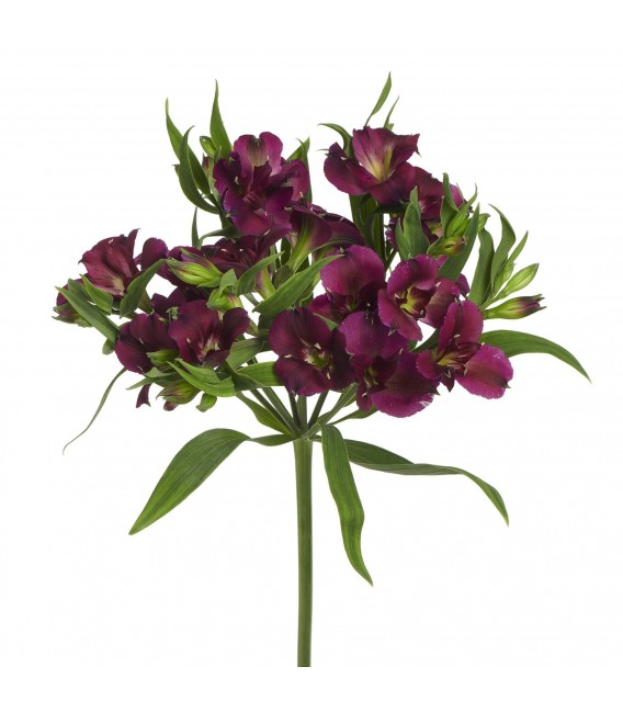 Alstromeria Charmelia Purple 