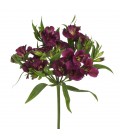 Alstromeria Charmelia Purple 