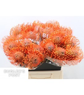Nutans Ayoba man zest 50 cm