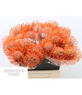 Nutans Ayoba man zest 50 cm
