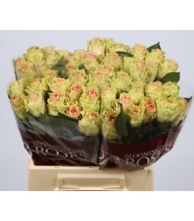 Rose Top Gear 35 cm