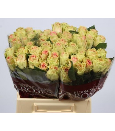 Rose Top Gear 30 cm