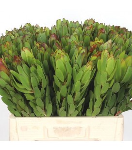 Leucadendron saf Goldstrik 50 cm