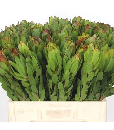 Leucadendron saf Goldstrik 60 cm