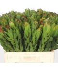 Leucadendron saf Goldstrik 60 cm