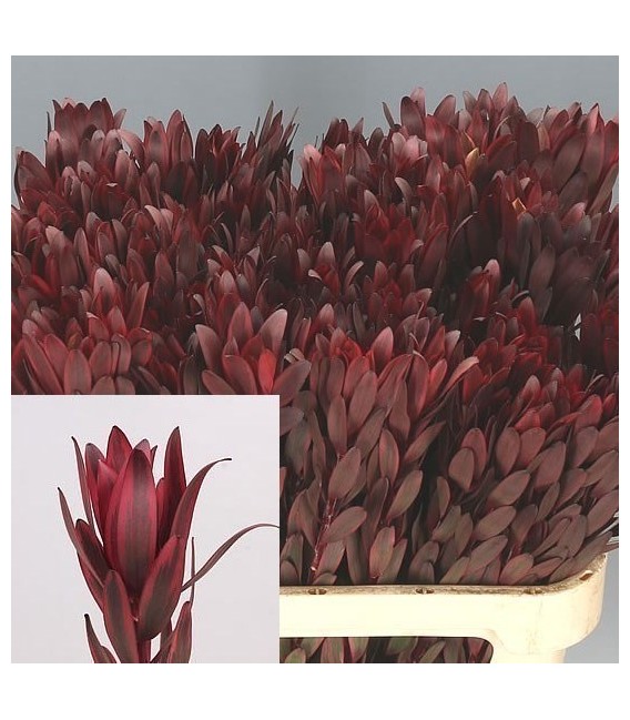 Leucadendron Jester 45 cm