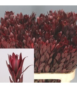 Leucadendron Jester 80 cm