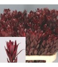 Leucadendron Jester 45 cm