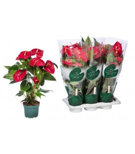 Anthurium Nevada Ø17