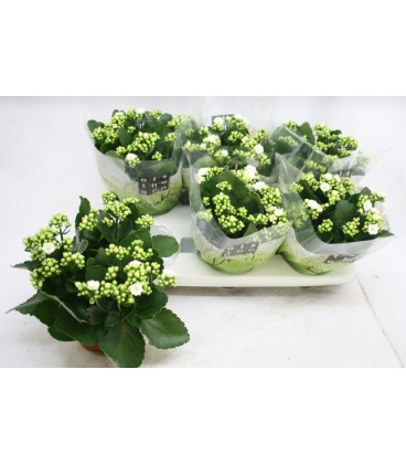 Kalanchoe Blanc Ø15