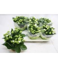 Kalanchoe Blanc Ø15
