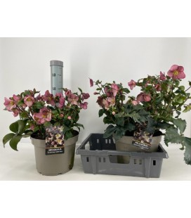Hellebore Ice Ear red Ø30