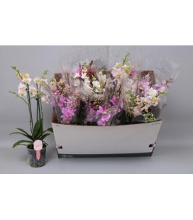 Phalaeno pot de 12 h 45 Multi 