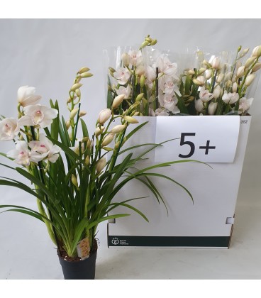 Cymbidium Pot de 14 h 80 Blanc 5fl