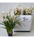 Cymbidium Pot de 14 h 80 Blanc 5fl