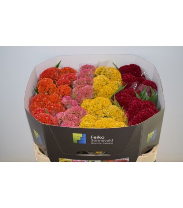 Celosie reprise mix dans bac 75 cm