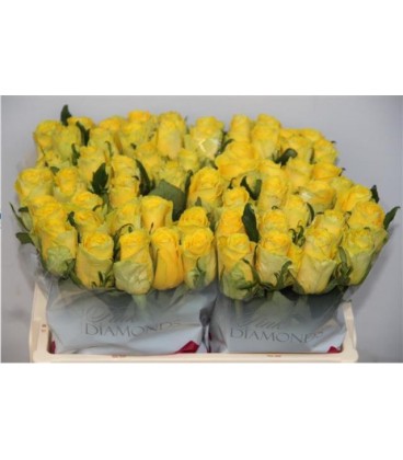 Rose Good time 50 cm