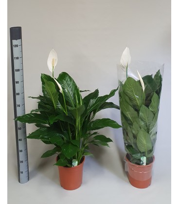 Spathy sweet lauretta Ø 24 h 100