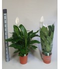 Spathy sweet lauretta Ø 24 h 100
