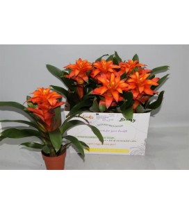 Guzmania Fiero orange pot de 12
