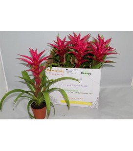 Guzmania Voila Ø12 h 52