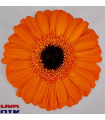 Gerbera Applause
