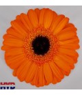 Gerbera Applause