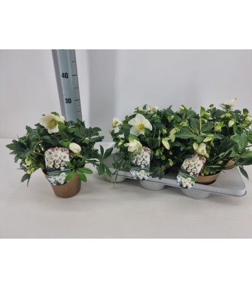 Hellebore Jasper Ø 15