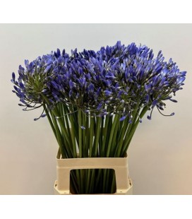 Agapanthe blue 70 cm