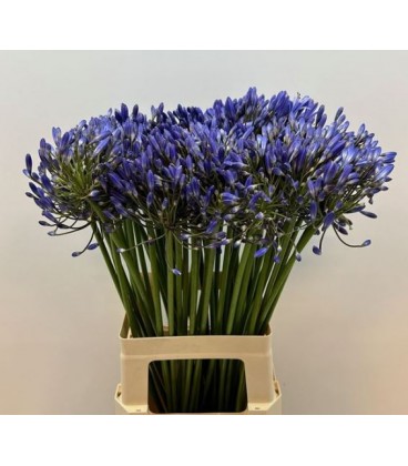 Agapanthe blue 70 cm