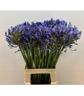 Agapanthe blue 70 cm