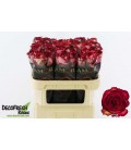 Rose Tzar 70 cm