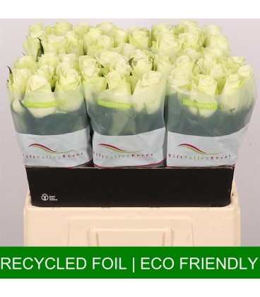 Rose Snowstrom 60 cm