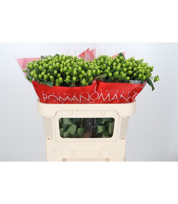 Hypericum Lucky Romance 70 cm