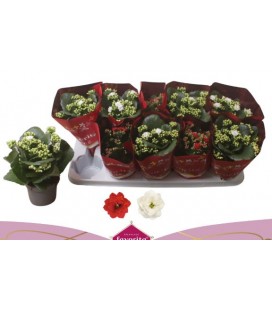 Kalanchoe Mix 2 coul Ø10.5