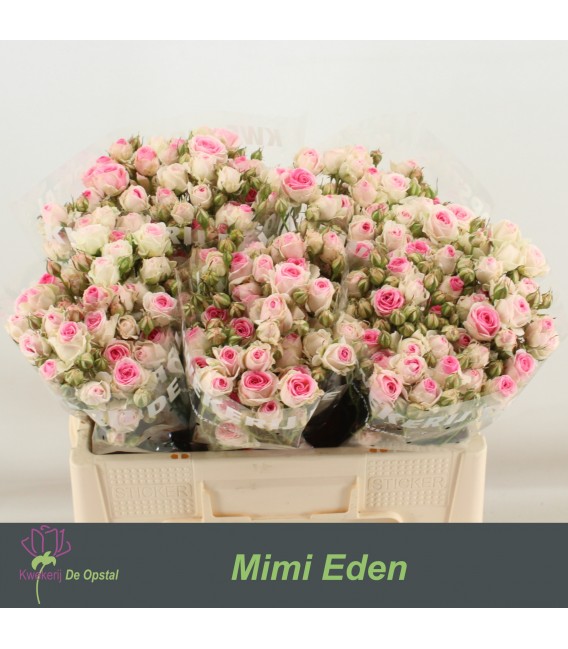 Rose Branchue Mini eden 55 cm